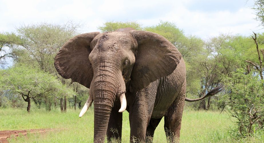 Groepsreizen Tanzania olifanten spotten